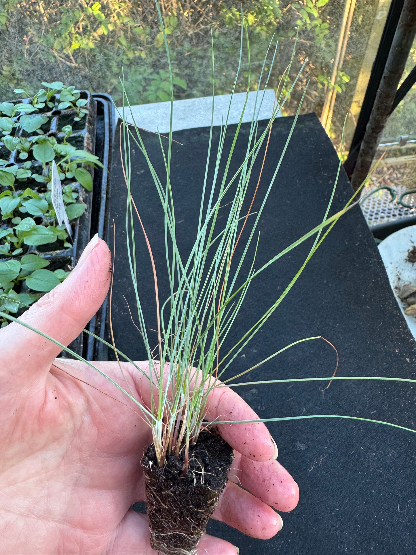 Blue Fescue 'Festuca glauca' 6 x Plug Plants