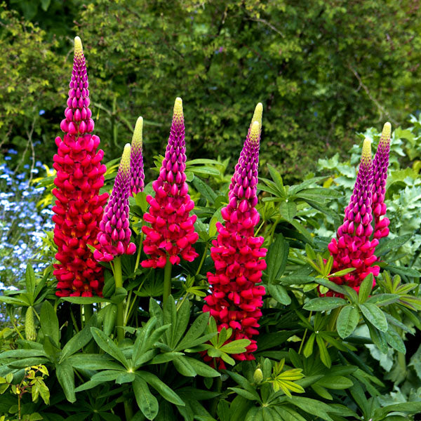 Lupin Russel 'The Pages' Carmine Red 6 x Plug Plants