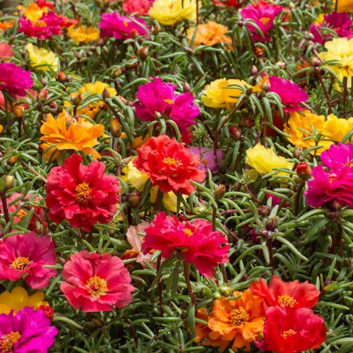 Moss Rose Portulaca Grandiflora Double Mix - 6 x Plug Plants