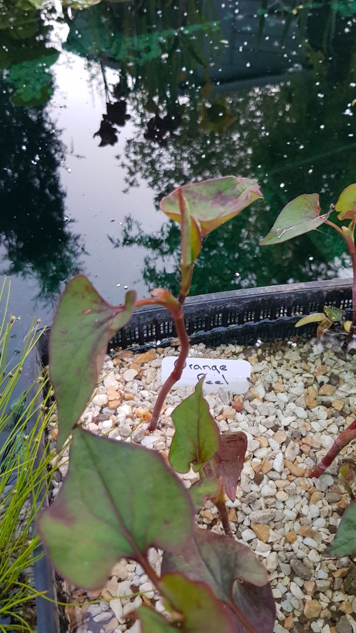 Orange Peel Plant - Marginal Pond Plant - 1 x rooted stem 7 ins tall