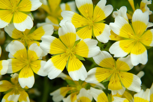 Poached Egg - Beautiful yellow flowers 6 x Plug Plants