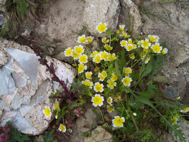 Poached Egg - Beautiful yellow flowers 6 x Plug Plants