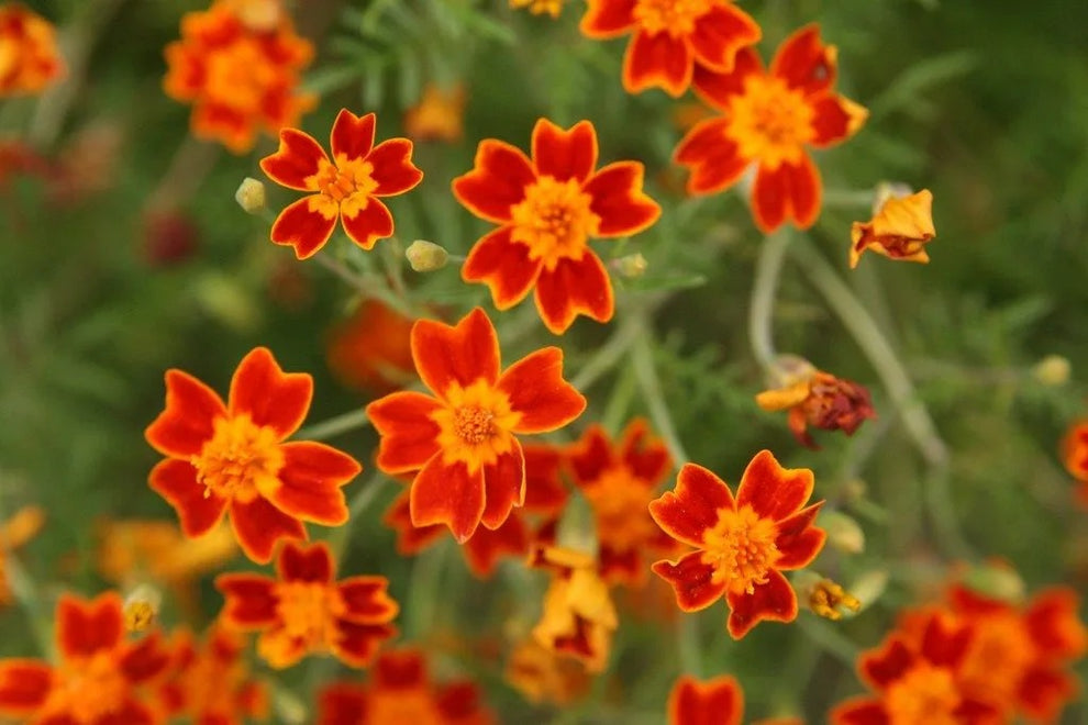 Signet Marigold Tagetes Tenuifolia Red Gem - 6 x Plug Plants – Lilypad ...