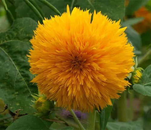 Sunflower Dwarf 'Teddy Bear' 4 x Plug Plants