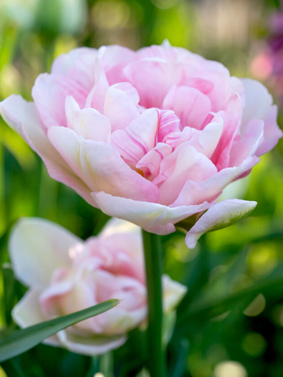 Tulip 'Angelique' Pink 12 x Bulbs - Autumn Sale