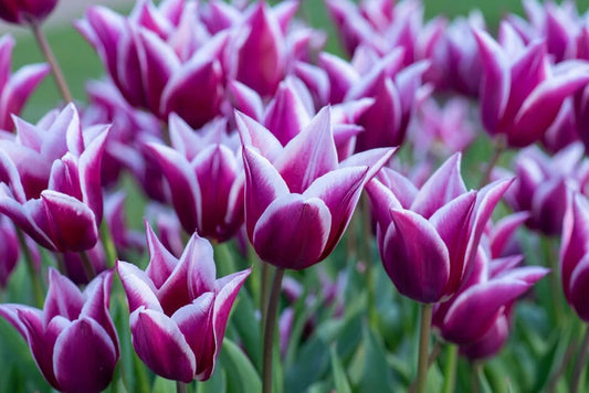 Tulip 'Claudia' 10 x Bulbs - Spring Flowering Bulbs - White/Pink