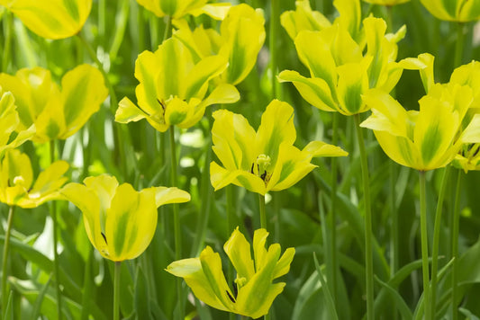 Tulip 'Viridiflora Formosa' 10 x Bulbs