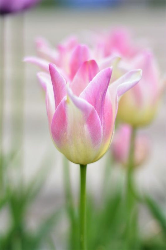 Tulip 'Elegant Lady' 10 x Bulbs - Pink and White - Spring Flowering Bulbs
