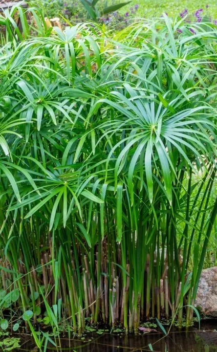 Umbrella Plant 'Cyperus alternifolius' 2 x Plug Plants - Several Plants In Each Plug