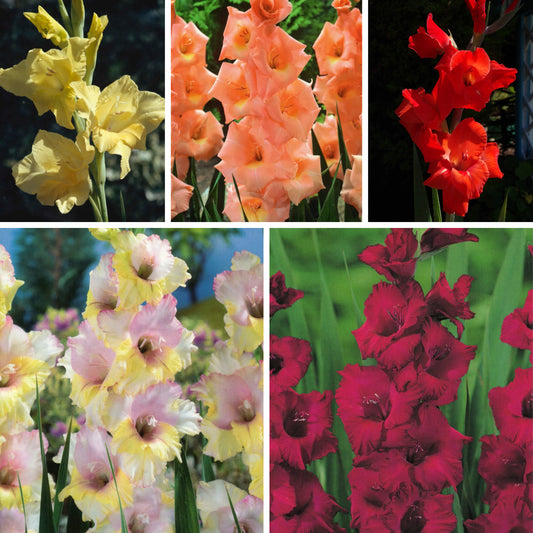 Large Flowering Gladioli Mixed Colours Summer flowering 30 x Bulbs