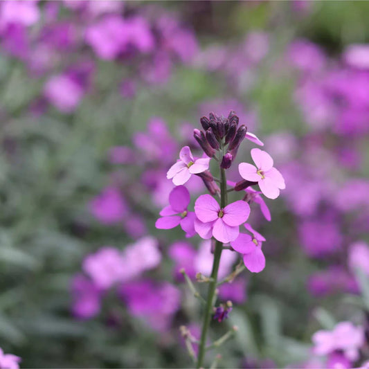 Wallflower 'Little Kiss Lilac' 4 x Plug Plants