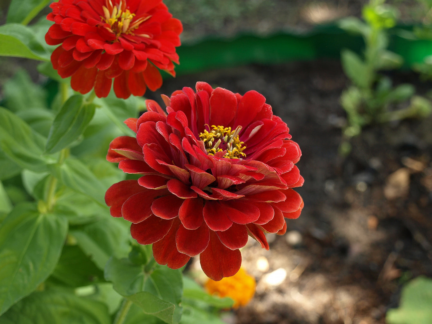 Zinnia Scarlet Flame 6 x Plug Plants - Beautiful shade of Red