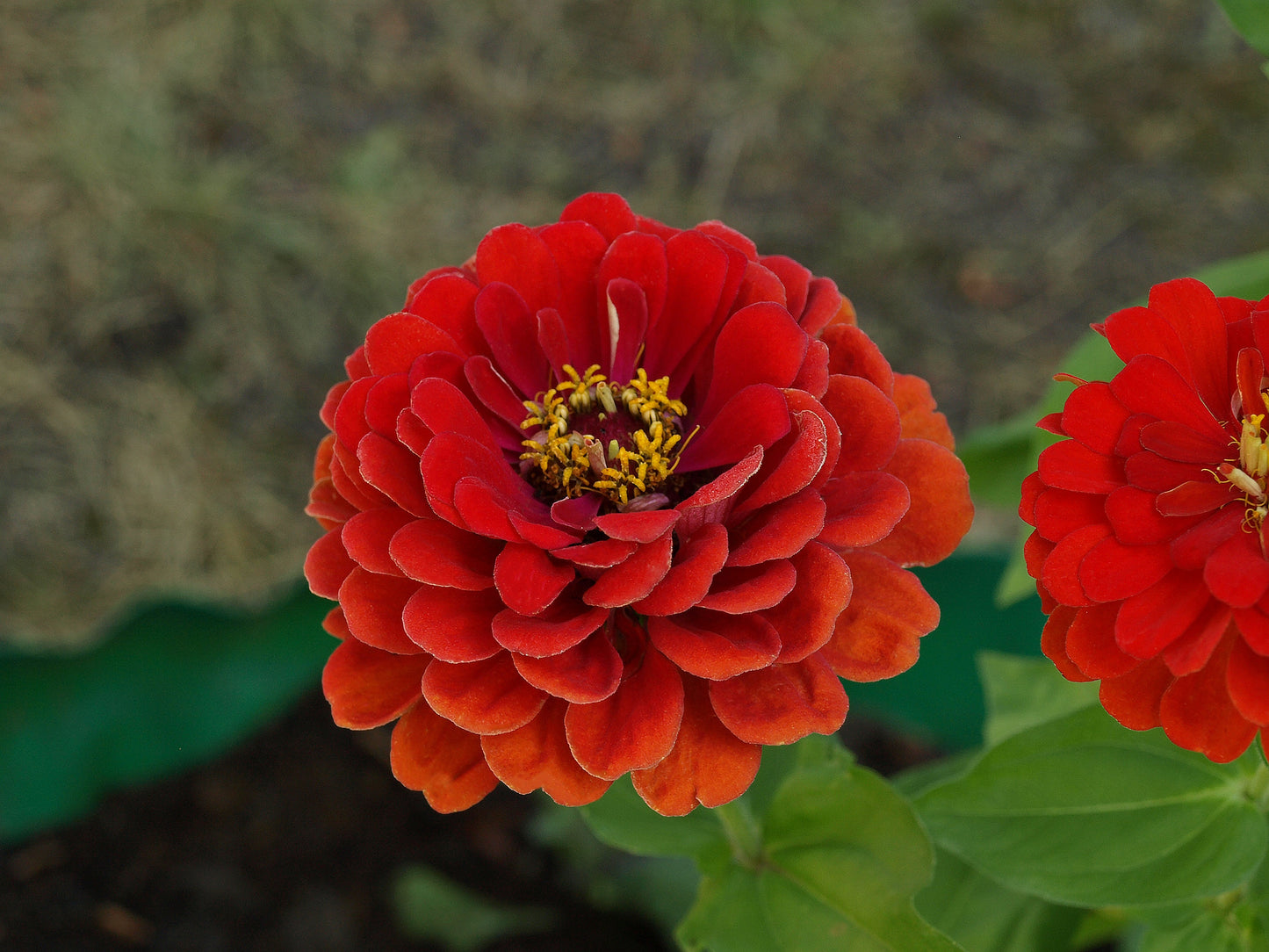 Zinnia Scarlet Flame 6 x Plug Plants - Beautiful shade of Red