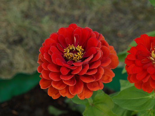 Zinnia Scarlet Flame 6 x Plug Plants - Beautiful shade of Red