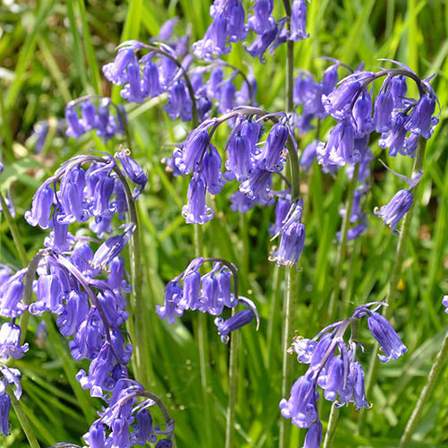 Bluebell Bulbs - Navalis Native bluebell 25 x Bulbs