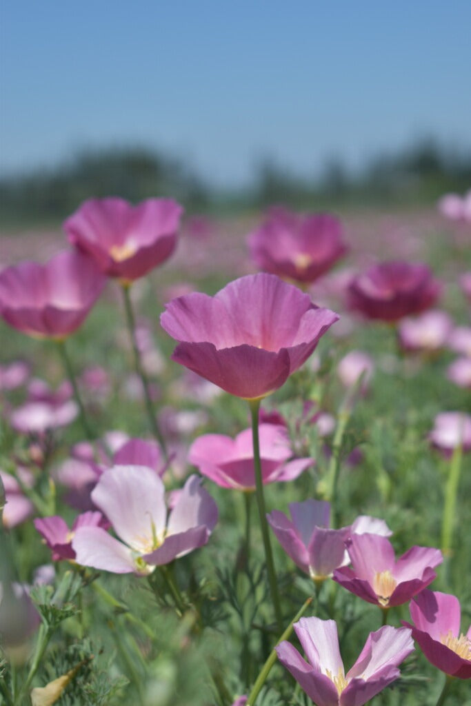 Californian Poppy Purple Gleam - 6 x Plug Plants