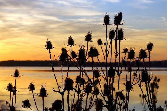 Wild Teasel 6 x Plug Plants - Perfect for gold finches and other birds