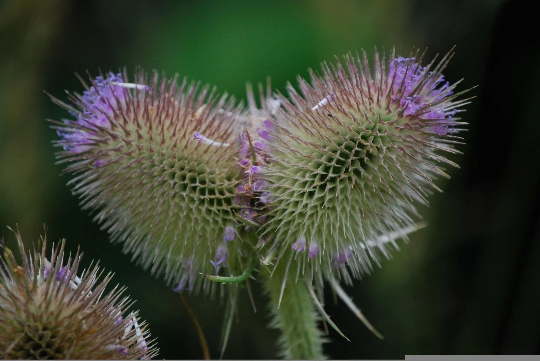 Wild Teasel 6 x Plug Plants - Perfect for gold finches and other birds