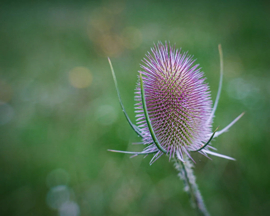 Wild Teasel 6 x Plug Plants - Perfect for gold finches and other birds