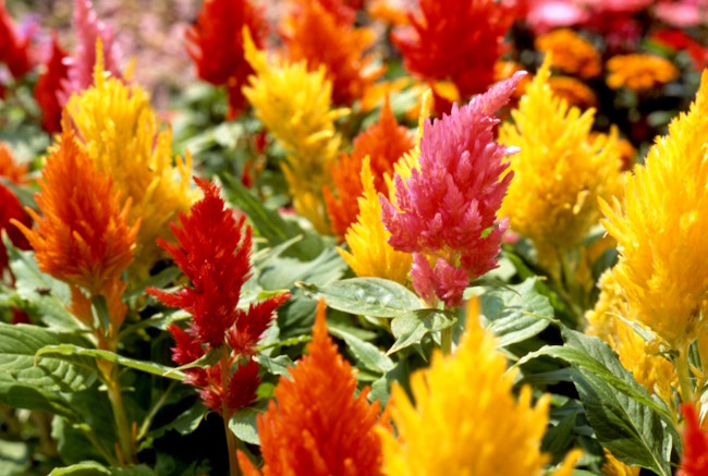 Plumed Cockscomb Tall Mix - Celosia Argentea Plumosa - 6 x Plug Plants