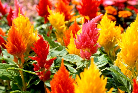 Plumed Cockscomb Tall Mix - Celosia Argentea Plumosa - 6 x Plug Plants