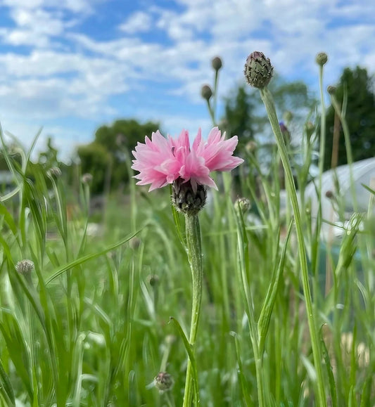 Cornflower 'Pink Ball' 6 x Plug Plants