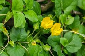 Creeping Jenny x 6 bare rooted Pond Plants - Waterfall and bog gardens