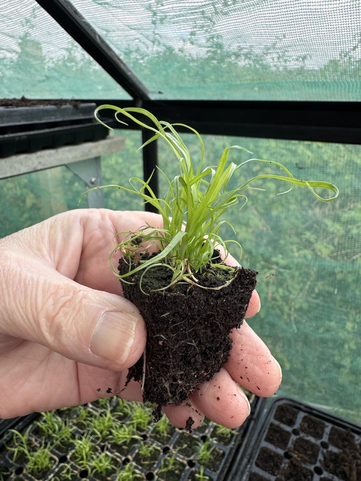 Umbrella Plant 'Cyperus alternifolius' 2 x Plug Plants - Several Plants In Each Plug