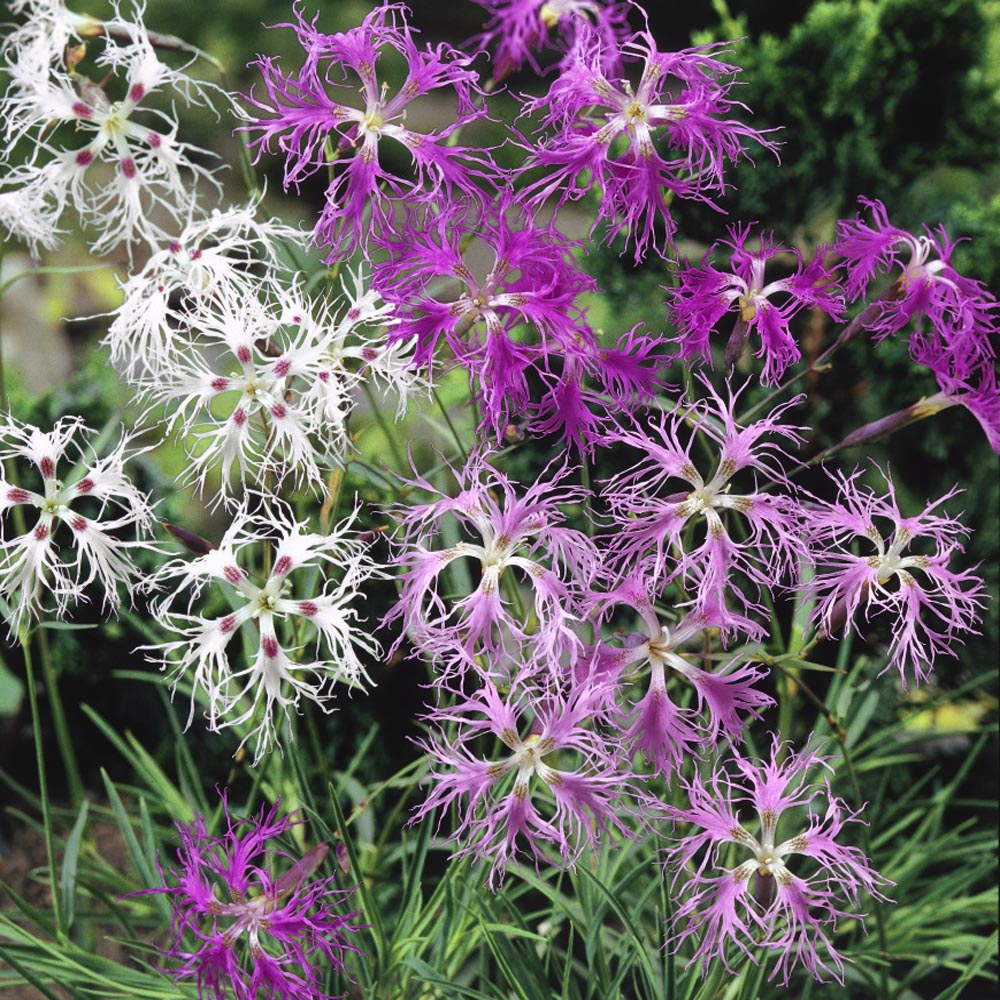 Dianthus superbus 'Superb Pink Mix' 4 x Plug Plants