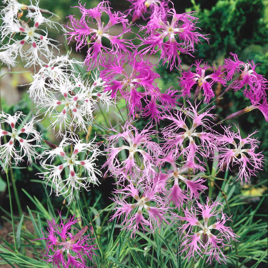 Dianthus superbus 'Superb Pink Mix' 4 x Plug Plants