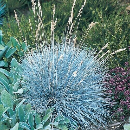 Blue Fescue Plant