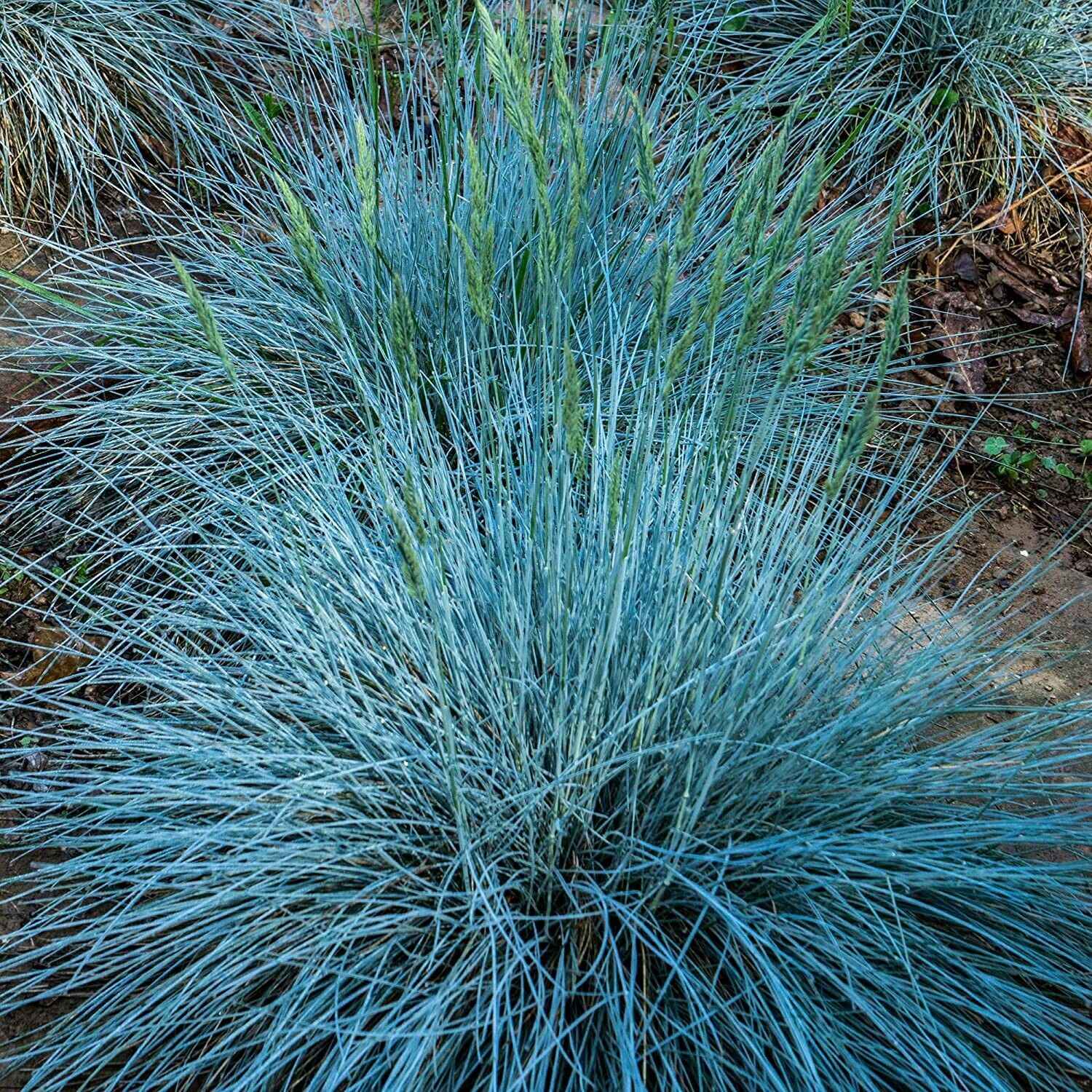 Blue Fescue Plant