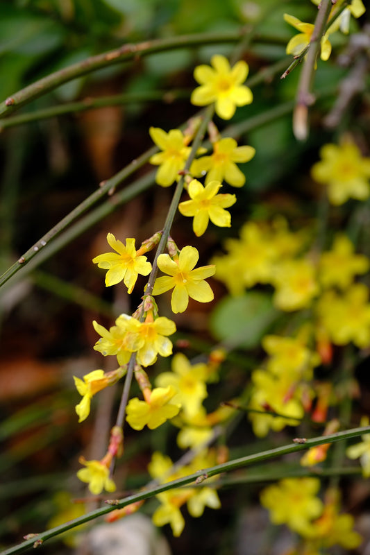 Winter Jasmine Rooted Cutting 1 x Cutting