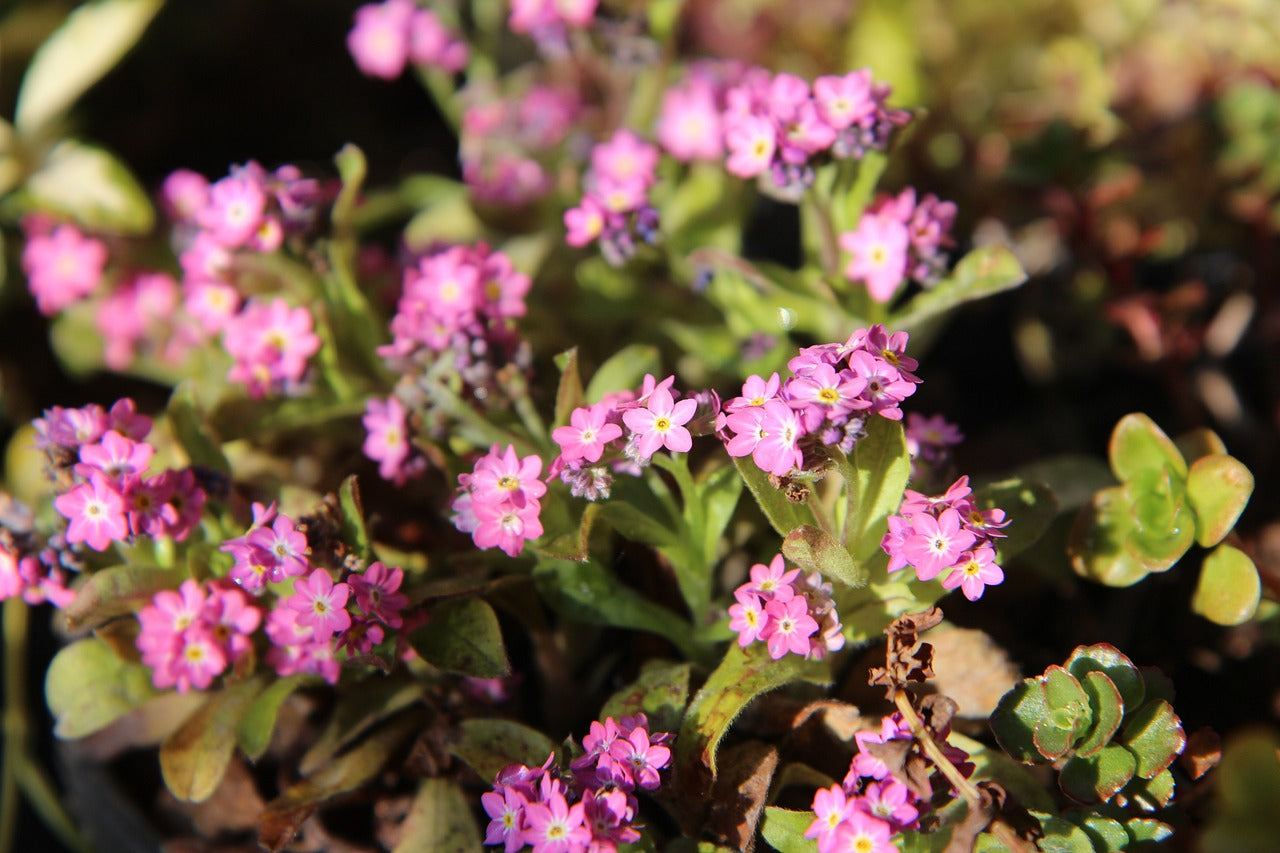 Forget-me-not Rose 'Myosotis Alpestris' 6 x Plug Plants