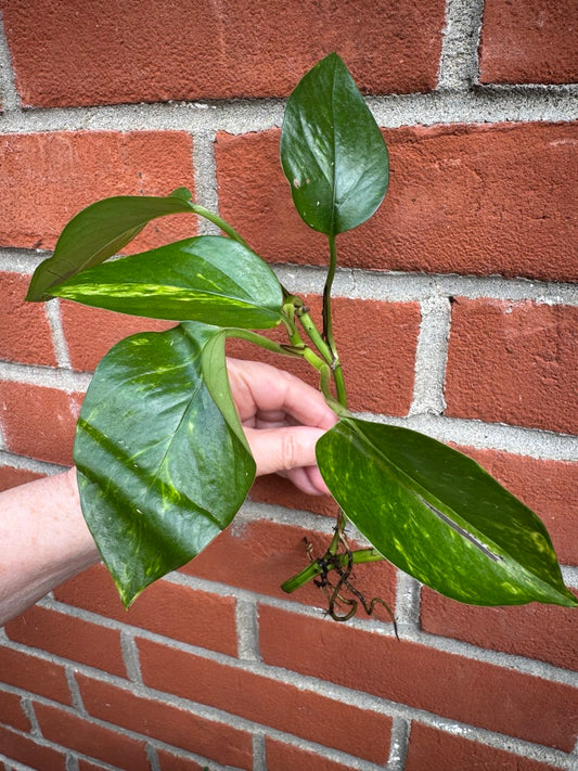 Golden Pothos House Plant 1 x Bare well rooted plant