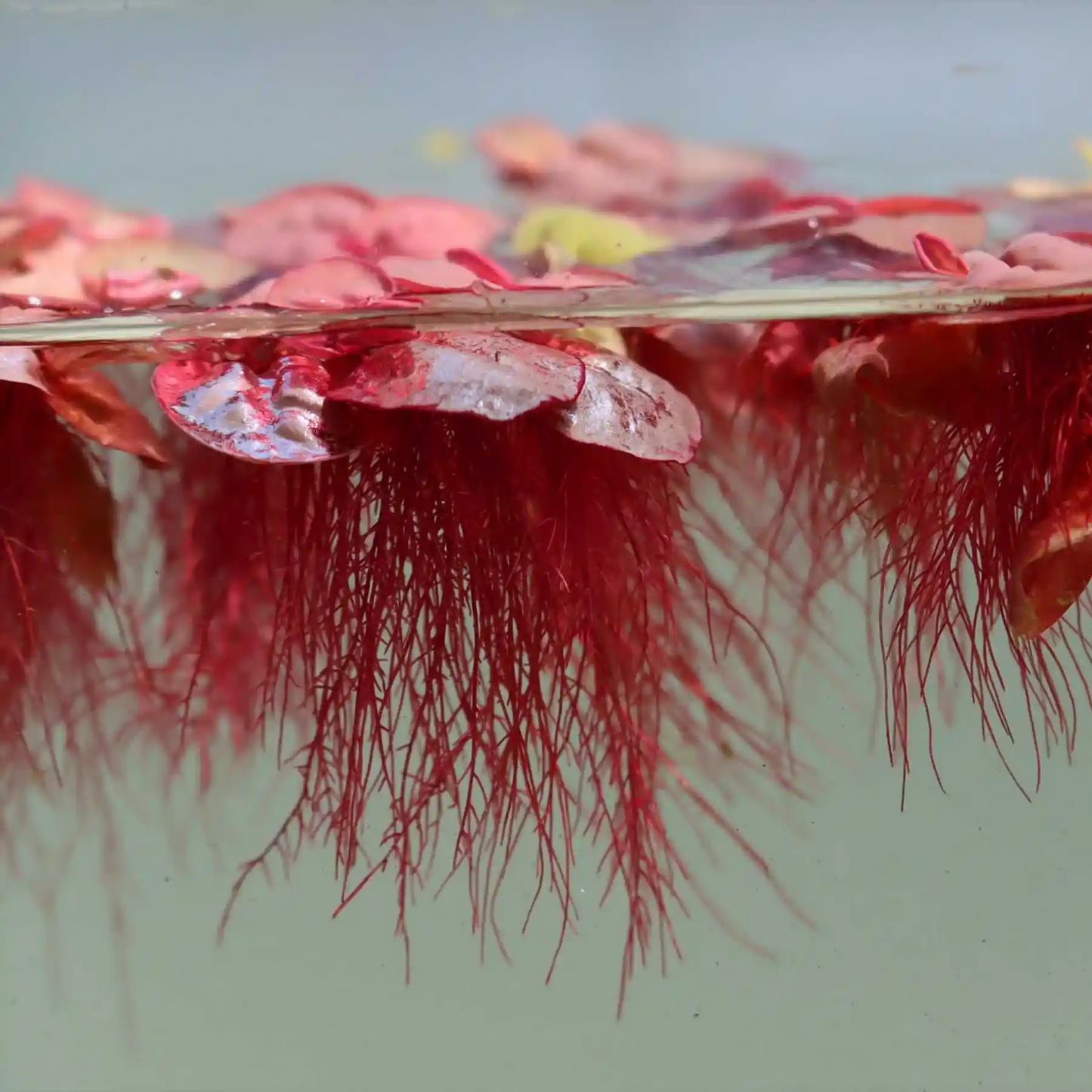 Red Root Floater 'Phyllanthus fluitans' – 40 Leaves