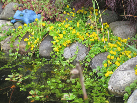 Creeping Jenny x 8 bare rooted Pond Plants - Waterfall and bog gardens