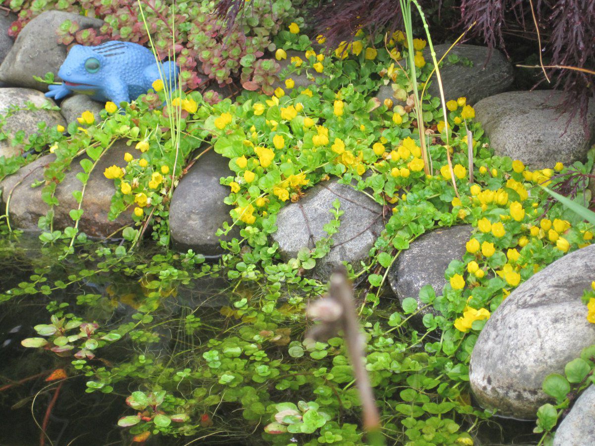 Creeping Jenny 3 x Pond Cuttings - Waterfall and bog gardens