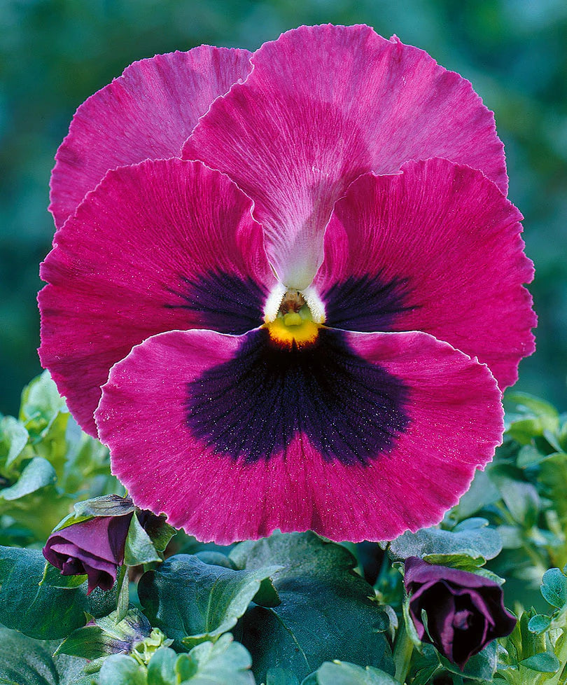 Pansy Giant Pink 6 x Plug Plants - Large flower heads