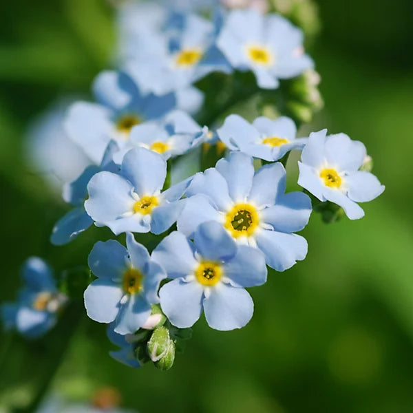 Forget-me-not Aquatic 2 x Plants - Grows in water 10cm deep