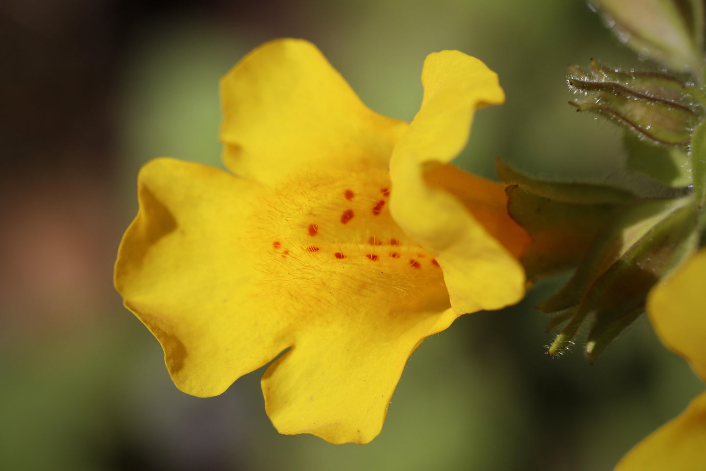 Aquatic Monkey Flower 'Mimulus guttatus' - 3 x Bare Rooted Stems