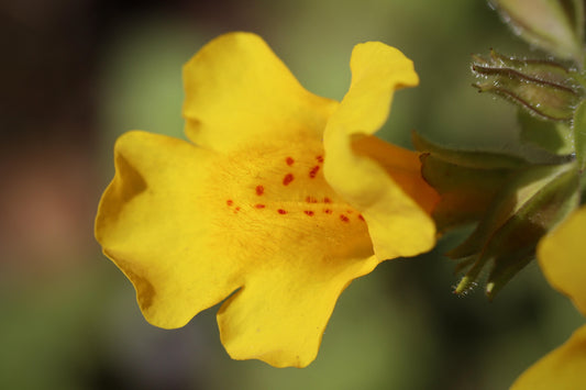 Aquatic Monkey Flower 'Mimulus guttatus' - 3 x Bare Rooted Stems