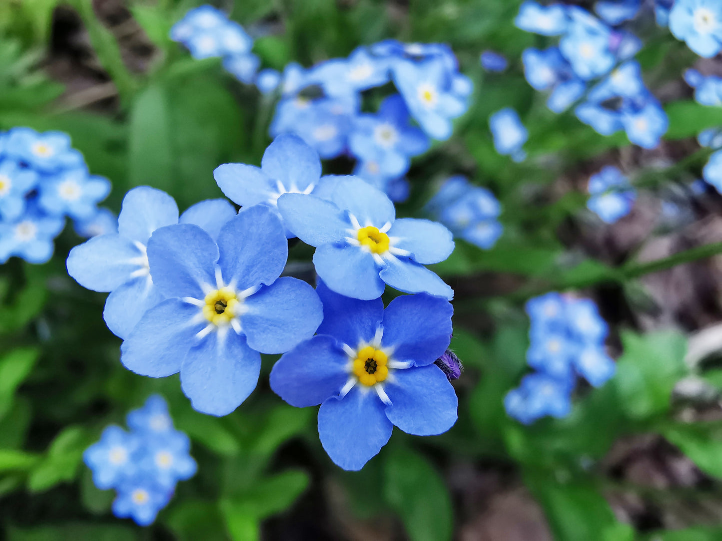 Forget-Me-Not Blue 6 x Plug Plants