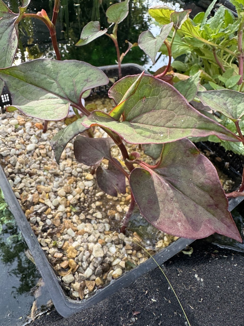 Orange Peel Plant - Marginal Pond Plant - 1 x rooted stem 7 ins tall