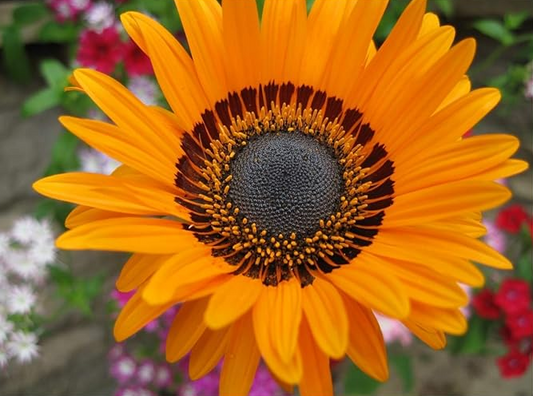 Cape Daisy Orange Prince - 3 x Plug Plants