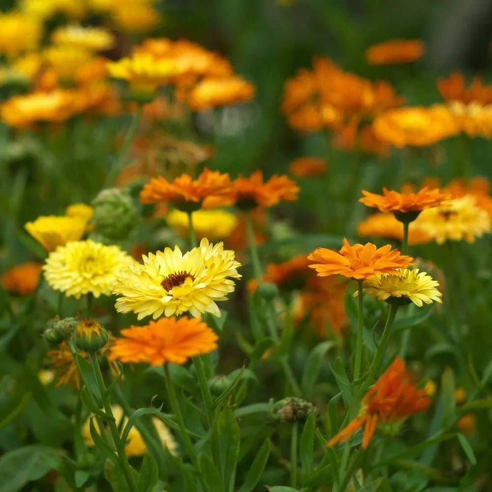 Calendula Officinalis 'Pacific Beauty' 8 x Plug Plants