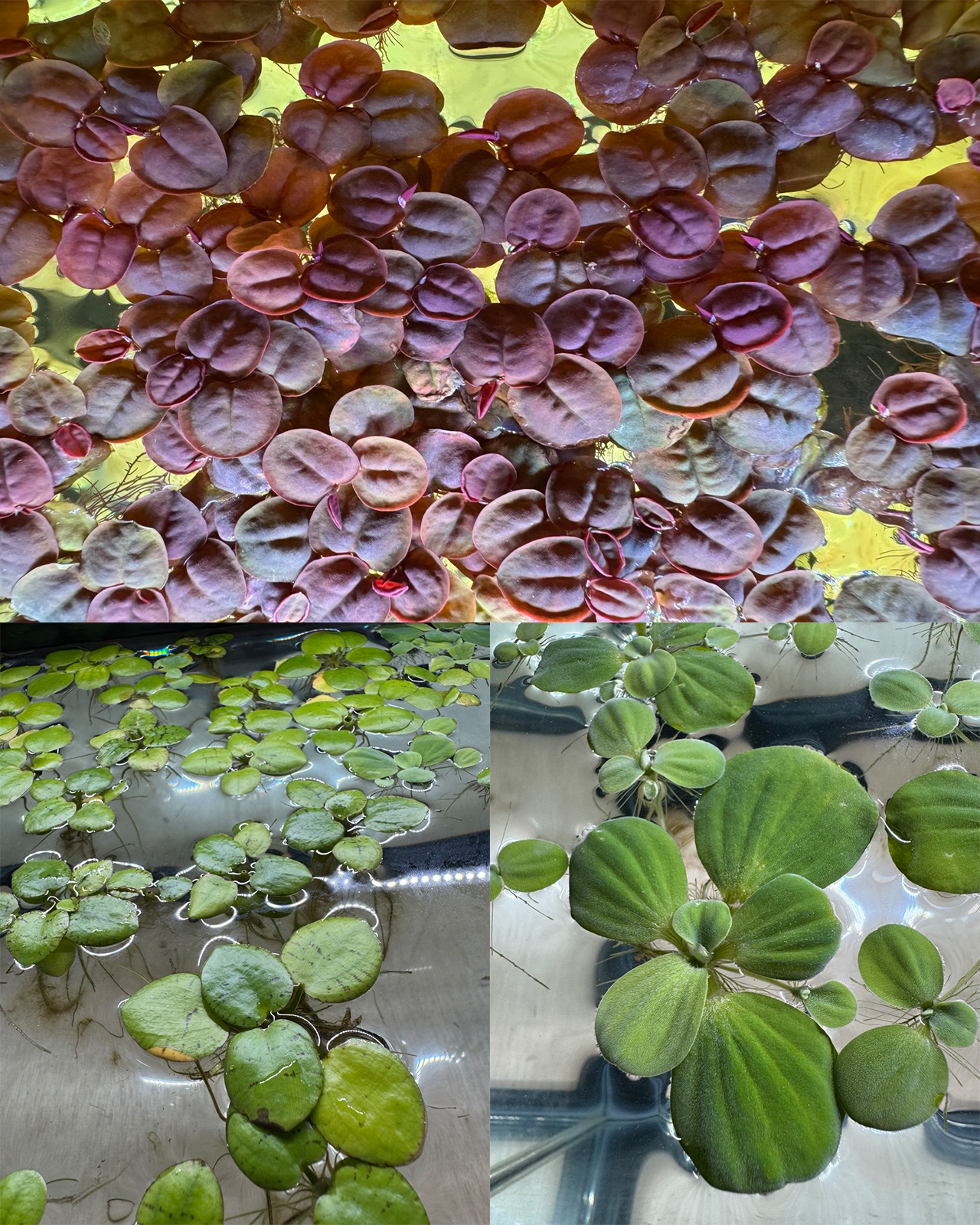 Floating Aquarium Bundle - Amazon Frogbit - Aquatic Lettuce - Red Root Floater