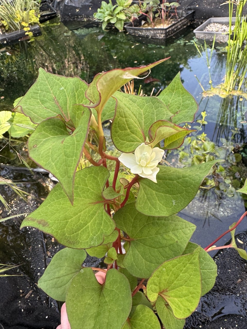 Orange Peel Plant - Marginal Pond Plant - 1 x rooted stem 7 ins tall