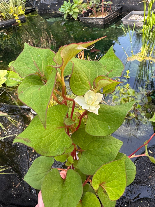 Orange Peel Plant - Marginal Pond Plant - 1 x rooted stem 7 ins tall