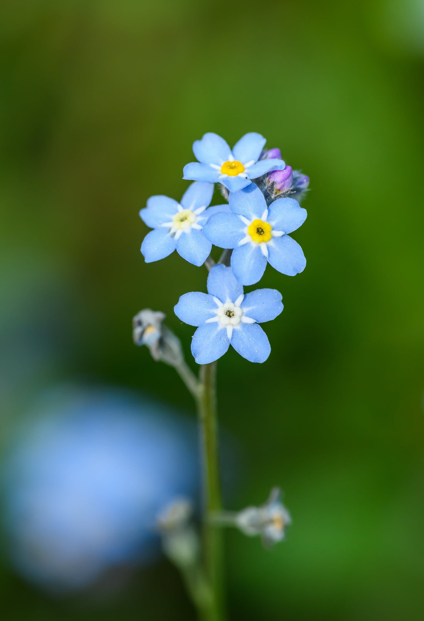 Forget-Me-Not Blue 6 x Plug Plants